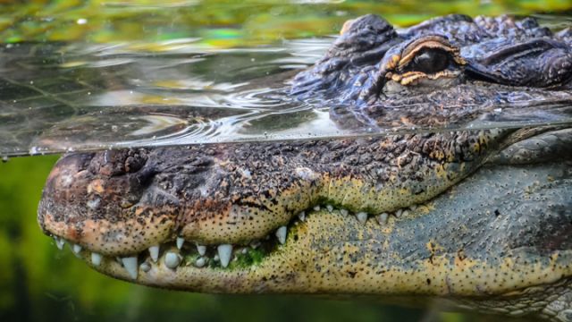 Crocodile kills pastor conducting baptism