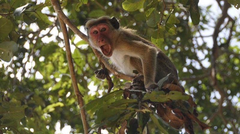 Monkeys stone man to death in India