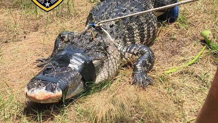 Alligator kills,eats woman as she walked her dogs  Miss Petite Nigeria