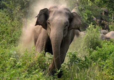 Elephants kill Bauchi villagers while taking pictures